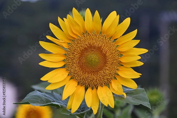 Obraz 大きなヒマワリの花