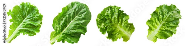 Obraz Close-up snapshot of a fresh green lettuce leaf, isolated on a white background for clipping