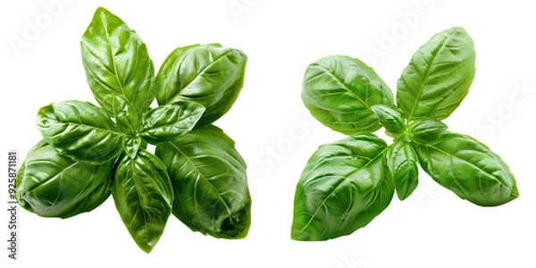 Obraz Close-up snapshot of a fresh green basil stigma, isolated on a white background for clipping