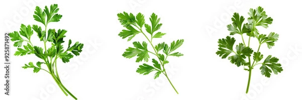 Obraz Macro shot of a fresh green parsley sprig, isolated on a white background for clipping