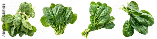 Obraz Macro shot of a fresh green spinach bunch, isolated on a white background for clipping