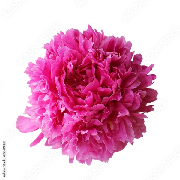 Obraz Pink peony isolated on white background