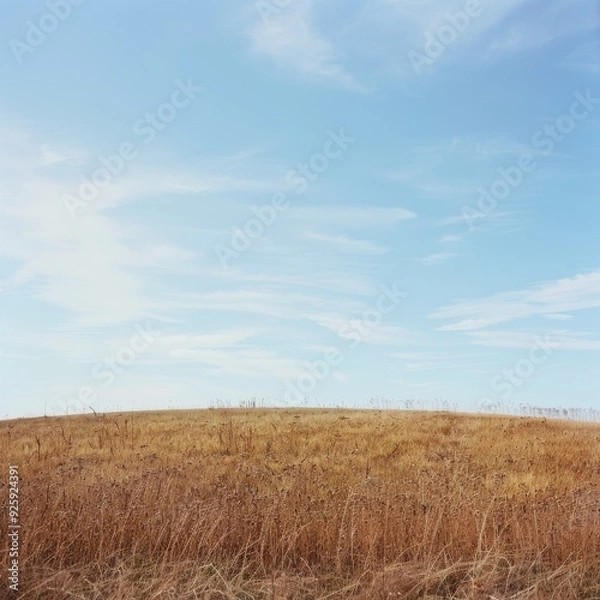 Fototapeta An open, dry, and slightly hilly field under a soft, blue sky, evoking a sense of vastness and untouched, raw beauty of the countryside.