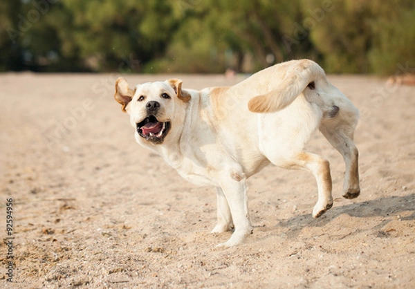 Obraz Yellow labrador retriever