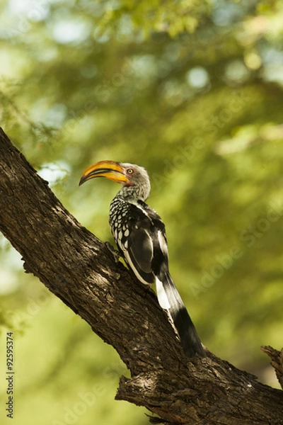 Fototapeta hornbill