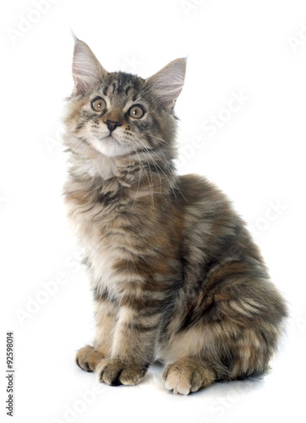 Obraz maine coon kitten