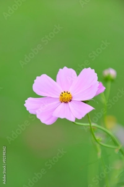 Fototapeta コスモス