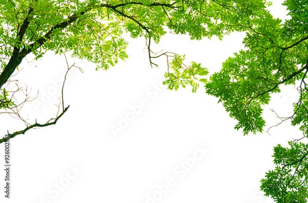 Fototapeta Green tree leaves isolate on transparent background.