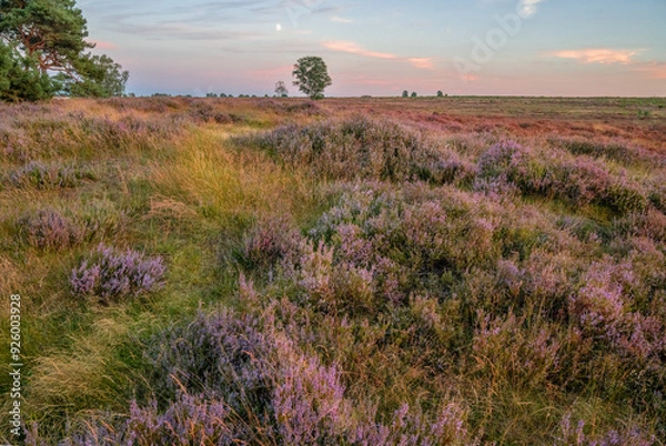 Obraz Heather with sunset on ginkelse heide in Ede.