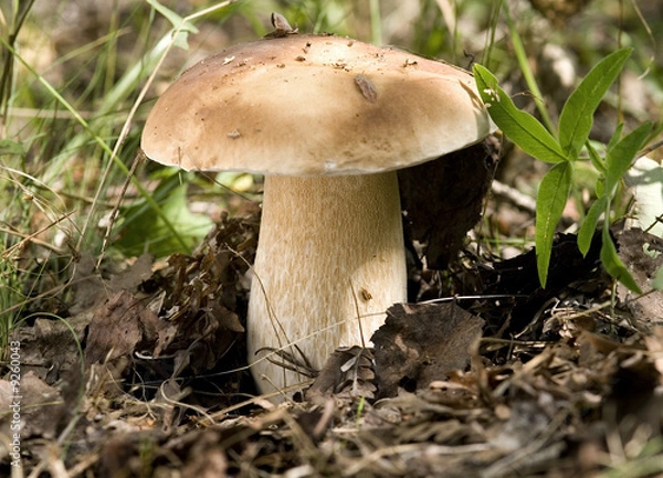 Fototapeta King mushroom in the forest (Boletus edulis)