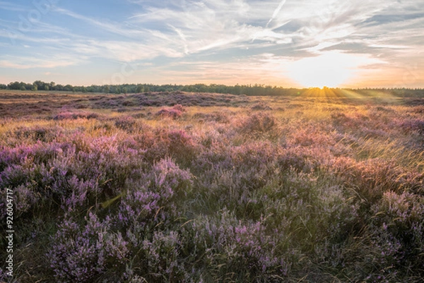 Obraz Heather with sunset on ginkelse heide in Ede.