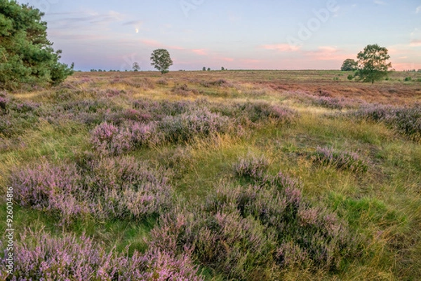 Obraz Heather with sunset on ginkelse heide in Ede.