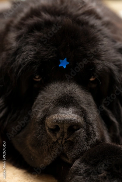 Fototapeta perro con estrella azul en frente