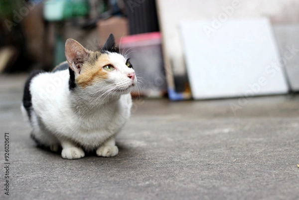 Obraz The cat crouch on the floor