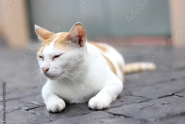 Obraz The cat crouch on the floor