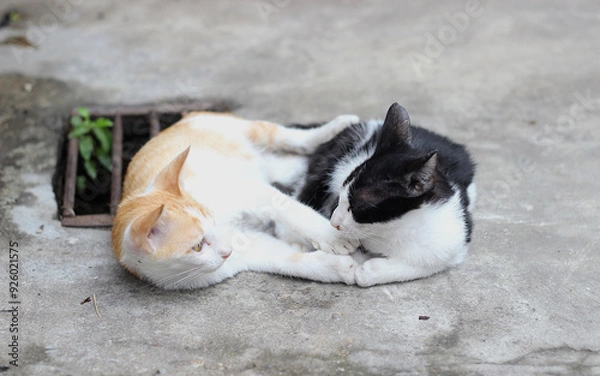 Obraz Two kittens lay on the floor