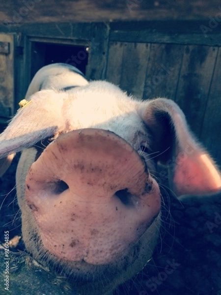 Obraz Hallo Schwein!