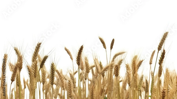 Fototapeta Rye field on a white background, isolate, natural product. AI generated.