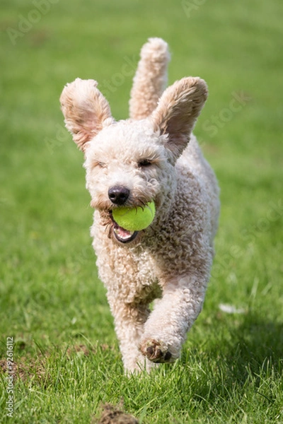 Obraz Dog Running and Playing