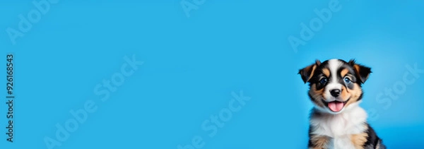 Obraz Funny studio portrait of cute smilling puppy dog isolated on blue background, banner