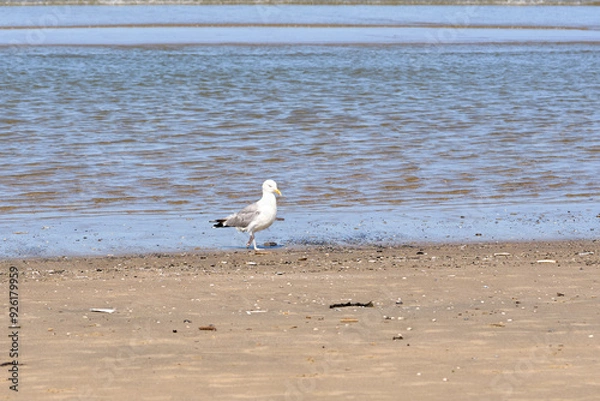Fototapeta Seagull by the sea on a sunny day.
