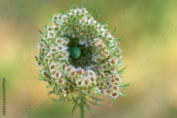 Obraz Plant with spikes and spines macro.