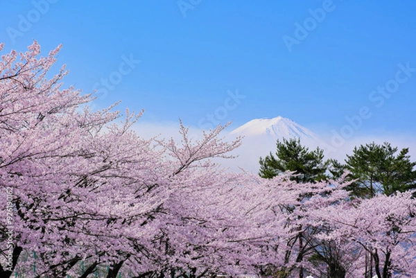 Fototapeta 富士山と河口湖畔の桜　山梨県