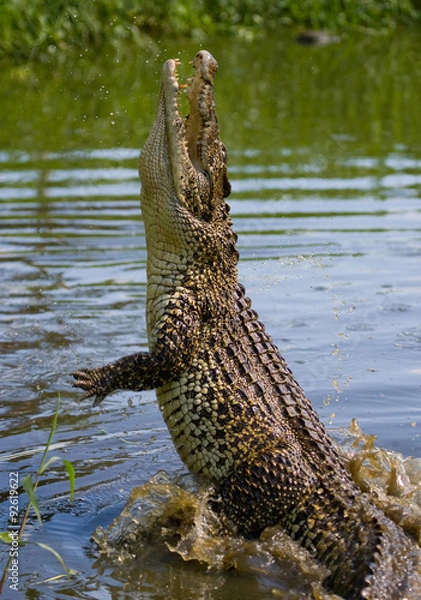 Fototapeta The Cuban crocodile jumps out of the water. A rare photograph. Cuba. An excellent illustration. Unusual angle.
