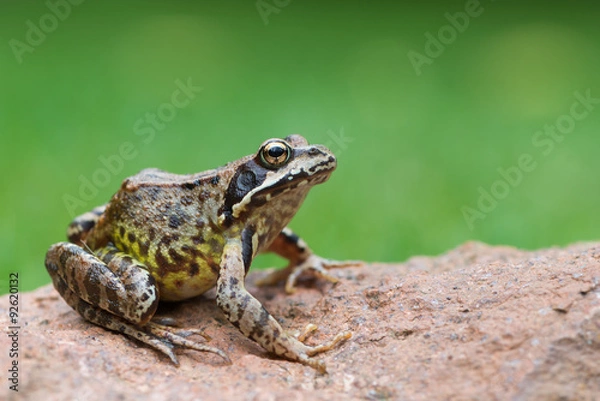 Fototapeta Grass frog