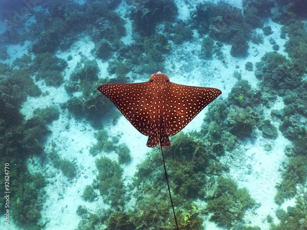 Obraz spotted eagle ray