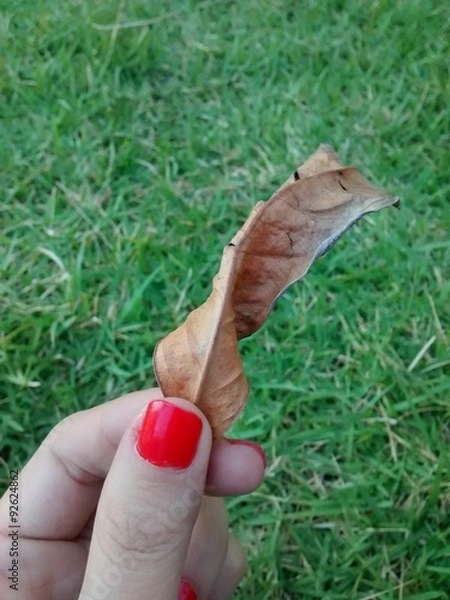 Fototapeta Folha seca