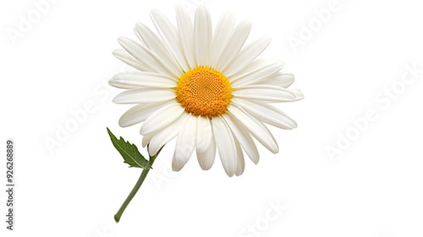 Fototapeta close up one Daisies on a white background. Telephoto lens photography Realistic daylight