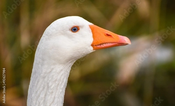 Obraz White goose head