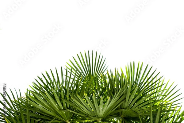 Obraz Palm leaves isolated on white