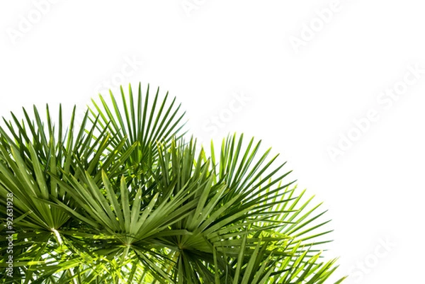 Obraz Palm leaves isolated on white