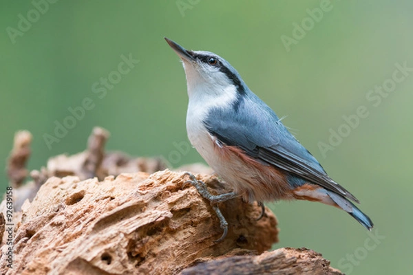 Obraz Eurasian nuthatch