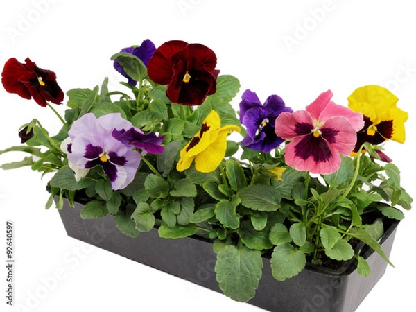 Obraz barquette de pensées