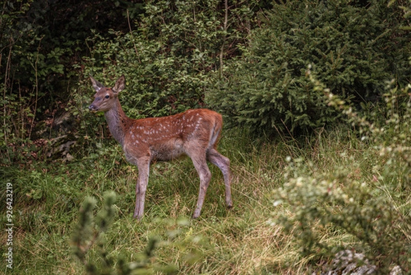 Fototapeta Hirschkalb