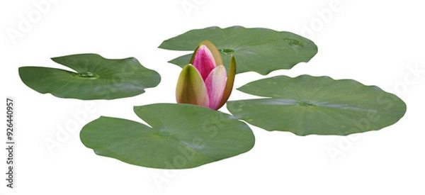 Fototapeta Bud of Water lily or Lotus flower, isolated on transparent background