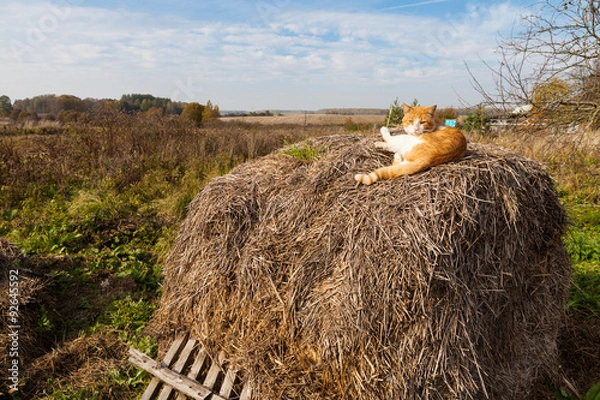 Fototapeta Red cat on stack of straw