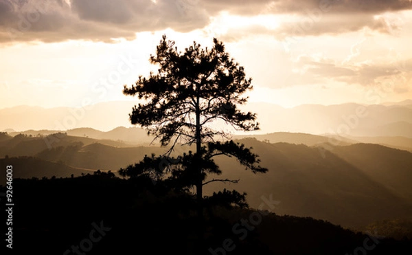 Fototapeta magical sunset with tree