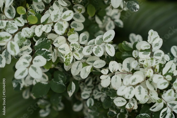 Obraz Like leaves covered with frost