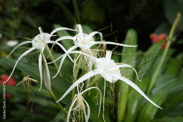 Obraz Uniquely shaped orchids