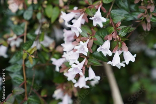 Obraz Small pink flower cluster