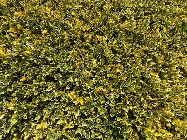 Fototapeta A close-up full-frame background image of the leaves of the Golden Euonymus Japonicus 'Aureomarginatus' shrub. Foliage of Euonymus variegated or japonicus, evergreen spindle, or Japanese spindle.