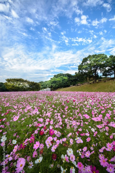 Fototapeta コスモス畑