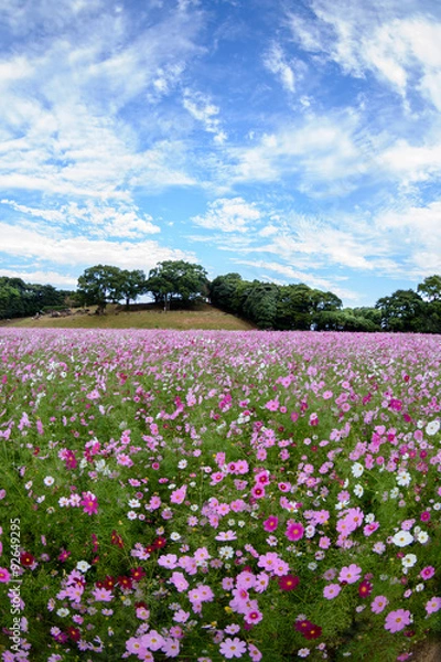 Fototapeta コスモス畑＠佐世保市展海峰