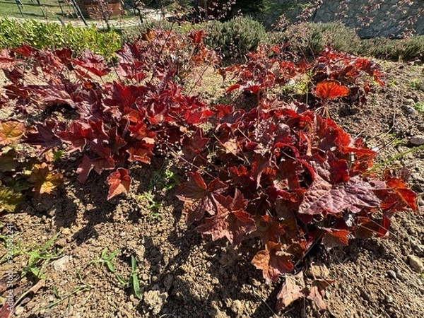 Fototapeta Purple-leaved Heuchera micrantha in the garden. Heuchera micrantha is a species of flowering plant in the saxifrage family known by the common name crevice alumroot, or small-flowered alumroot.