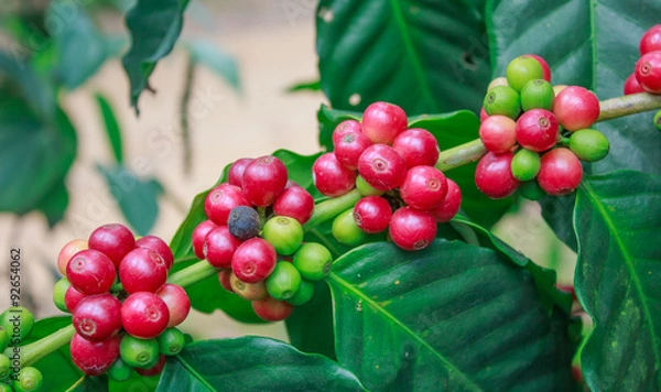 Obraz coffee on tree