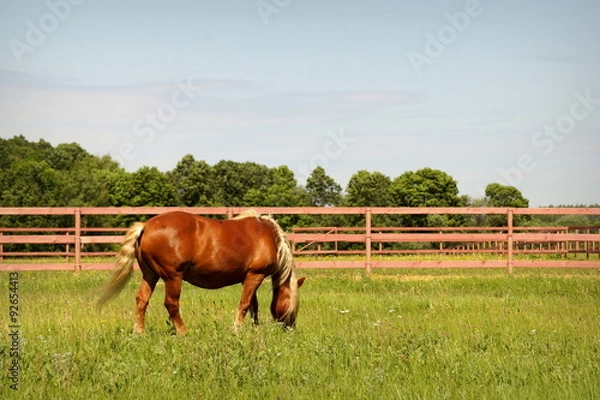 Obraz Рыжая лошадь в леваде